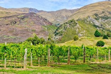 Rippon bağ - Wanaka