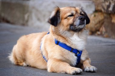 Guard Dog - Santiago de Compostela