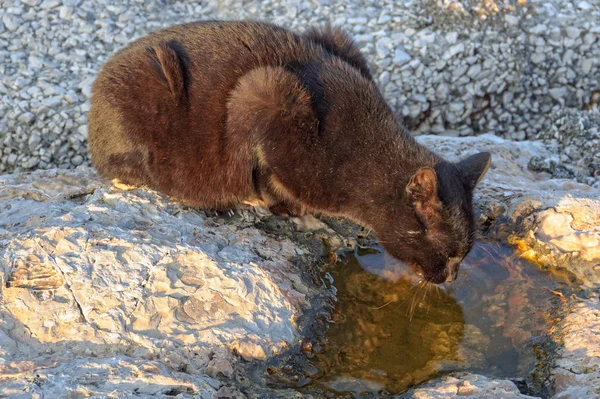 Zwerfkat - Napels — Stockfoto