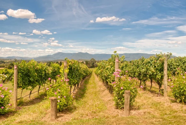 Vinha - Yarra Glen — Fotografia de Stock