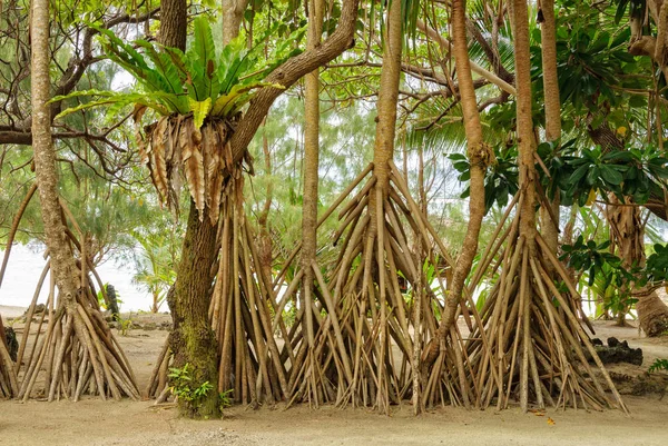 Yemyeşil bitki örtüsü - Efate Adası — Stok fotoğraf