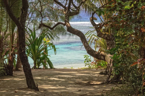 A la playa - Isla Efate — Foto de Stock