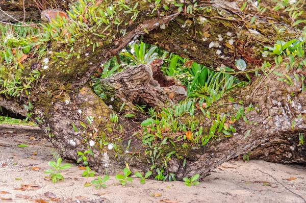 Doğal çerçeve - Espiritu Santo