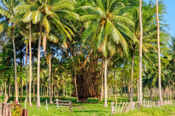 Árboles de Banyan - Espiritu Santo — Foto de Stock