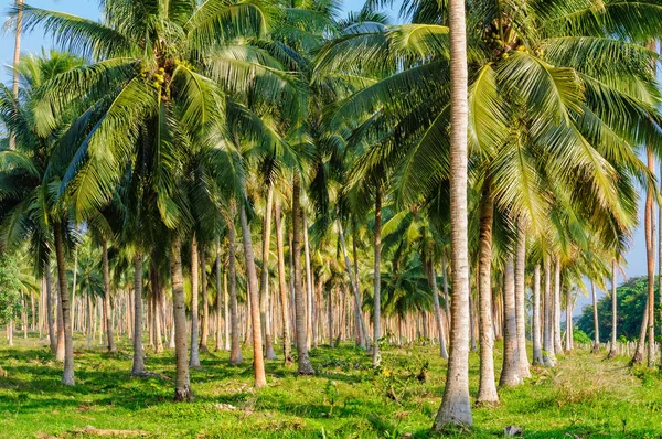 Hindistan cevizi palmiye ağaçları - Espiritu Santo — Stok fotoğraf