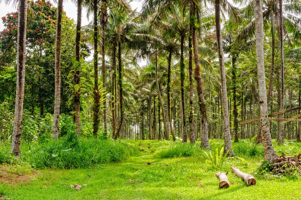 Coconut palm trees - Espiritu Santo — Stock Photo, Image