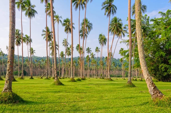 Hindistan cevizi ağaçları - Espiritu Santo ile manikürlü çim — Stok fotoğraf