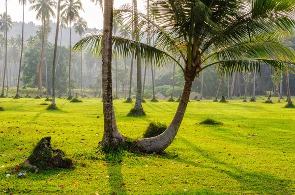 İkiz palmiye ağaçları-Espiritu Santo — Stok fotoğraf