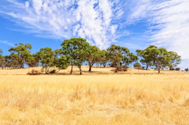 Bulutların altında - Mintaro