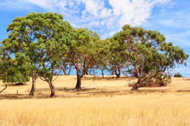 Bulutların altında - Mintaro