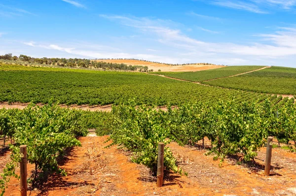 Виноградники - Clare Valley — стоковое фото