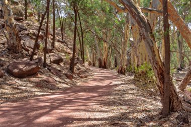 Wangara uyanık zammı - Wilpena Lirası