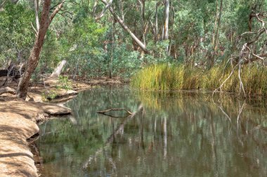 Wilpena dere - Wilpena Lirası