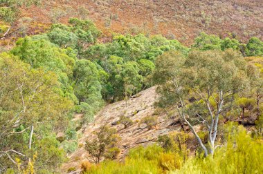 Lirası Gap - Wilpena Lirası