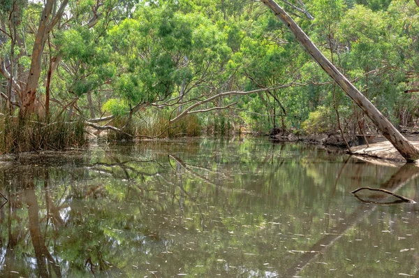 Wilpena dere - Wilpena Lirası
