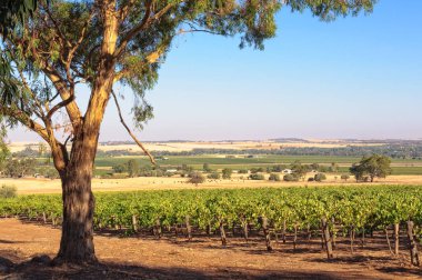 Bağ - Barossa Valley