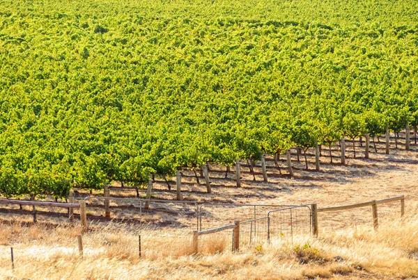 Szőlő - Barossa Valley — Stock Fotó