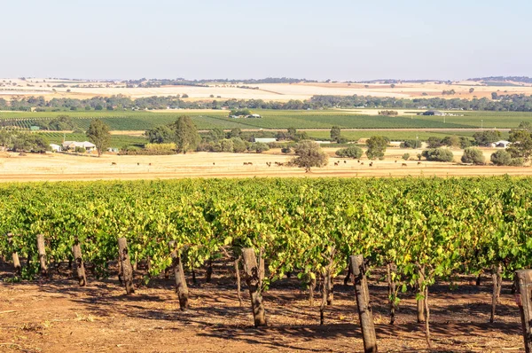 Виноградник - Долина Баросса — стоковое фото