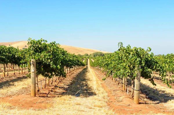 Bağ - Barossa Valley — Stok fotoğraf