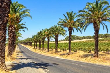 Seppeltsfield yol - Barossa Valley