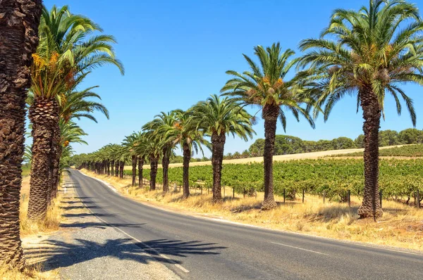 Seppeltsfield yol - Barossa Valley — Stok fotoğraf