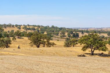Pastoral manzara - Barossa Valley