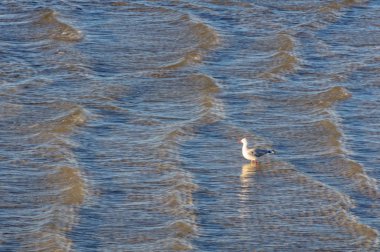 Yalnız sığ suda - Kingston Se