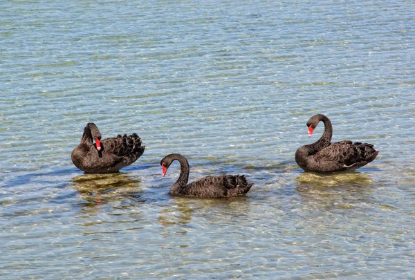 Black swans - Port Fairy
