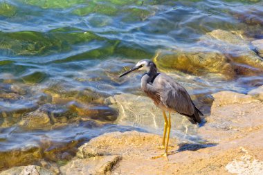 Ak balıkçıl - bağlantı noktası peri