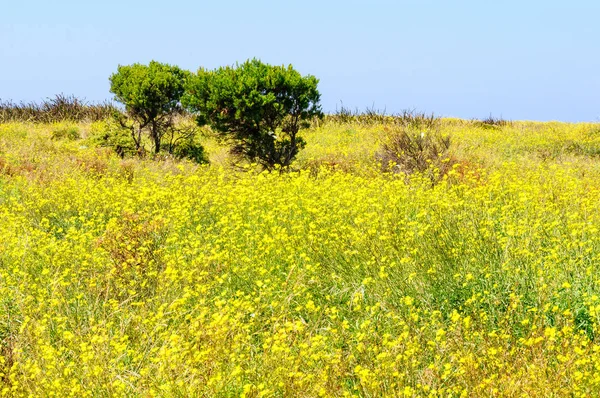 Sarı çiçek - Griffiths Adası