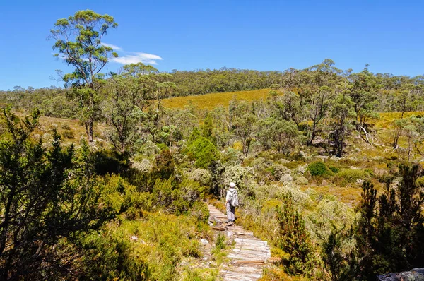 Scenic bushwalk - Cradle Mountain — Stock Photo, Image