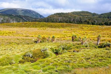 Otlak - Cradle Mountain