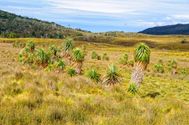 Otlak - Cradle Mountain