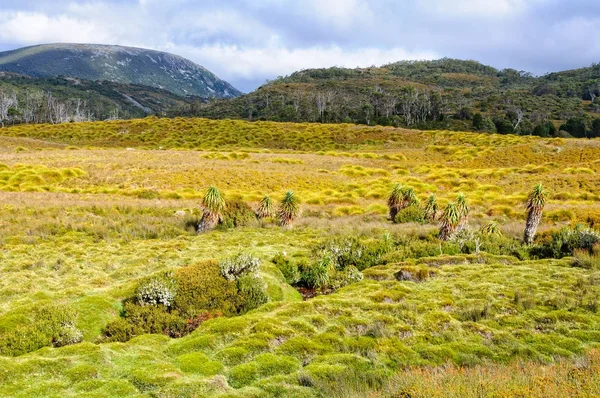 Prados - Cradle Mountain — Fotografia de Stock