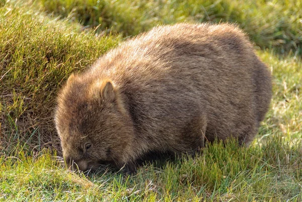 Közös wombat - Cradle Mountain — Stock Fotó