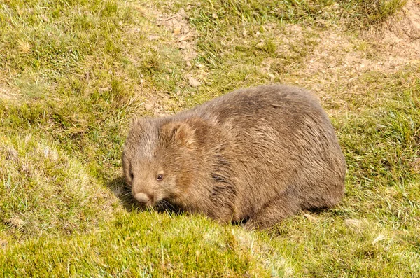 Gemeenschappelijke wombat - Cradle Mountain — Stockfoto