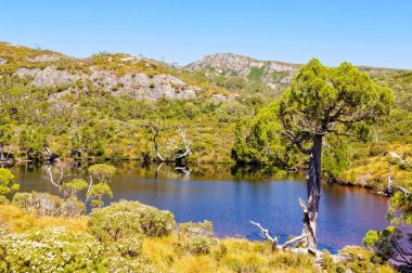 Hırpalanmış ağaç - Cradle Mountain Rüzgar