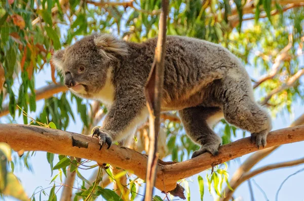 Koala caminando sobre una rama - Cowes — Foto de Stock