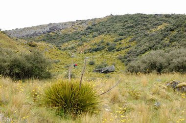 Fahişe Vadisi - Aoraki
