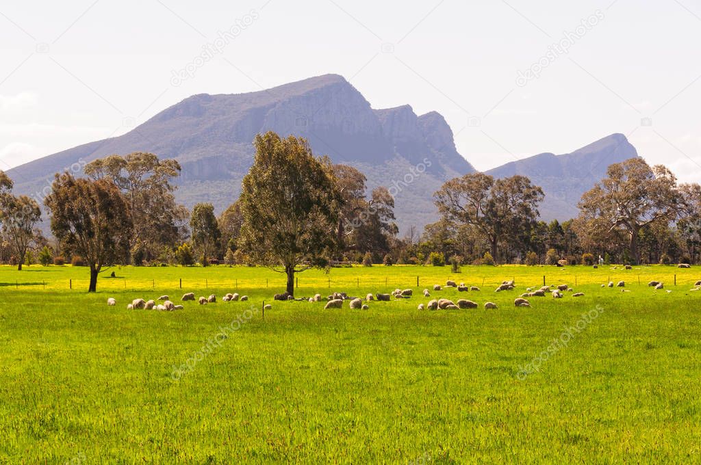 Green pastures - Dunkeld
