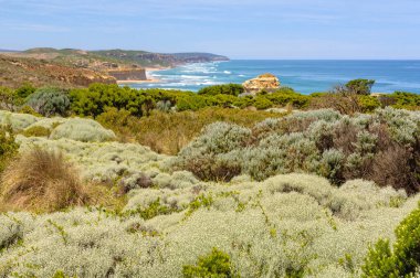 Kıyı Florası - Port Campbell