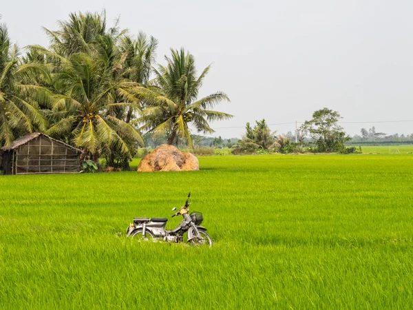 Trapeado en un arrozal - Tra Vinh — Foto de Stock