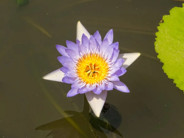 Water lily - Tra Vinh — Stock Photo, Image