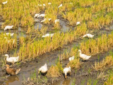 Bedava yemek - Tra Vinh