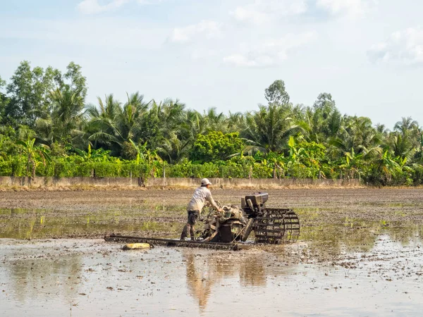Plantación de arroz - Tra Vinh — Foto de Stock