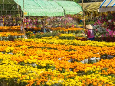 Piyasadaki Vietnam Yeni Yılı için kasımpatı Cho An Binh, Vietnam