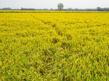 Mekong Nehri Delta bölgesindeki yemyeşil pirinç tarlası Can Tho, Vietnam