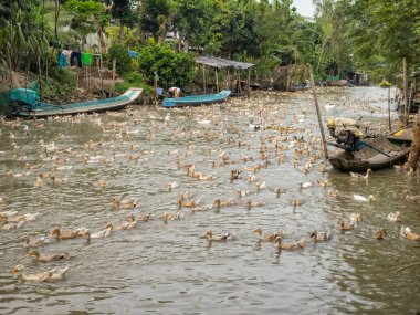 Yüzlerce kaz Mekong Nehri Deltası 'ndaki bir pirinç tarlasında, Chau Doc, Vietnam' da ziyafet çektikten sonra kürek çeker.