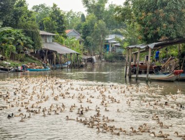 Yüzlerce kaz Mekong Nehri Deltası 'ndaki bir pirinç tarlasında, Chau Doc, Vietnam' da ziyafet çektikten sonra kürek çeker.