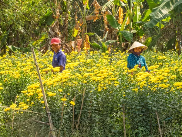 Dos Trabajadores Sonrientes Recogen Flores Crisantemo Amarillo Para Mercado Antes — Foto de Stock